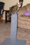 Kitten on top of scratching post, also taken with 'indoor' mode