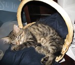Ringo really loves his basket!