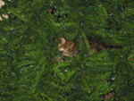 Playing in the Christmas tree