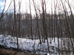 January 15: our land under the first real snowfall (ie, anything more than flurries) of the winter