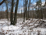 Another view of the house site, facing east