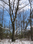 Huge tree we thought might be good for a treehouse