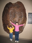 Chattanooga Aquarium: look how big this turtle was!