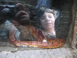 Kailyn peeking in at a snake