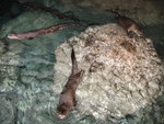 Playful otters