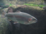 Some kind of trout, I think