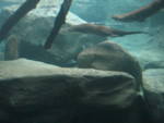 Otters viewed from underwater, or, as Don described them, 'streaks trailing bubbles'