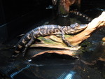 Baby alligator basking