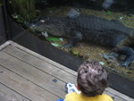 Connor admires a big alligator