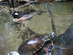 Duck and courting turtles