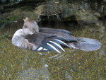 Another kind of duck
