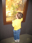 He really liked the turtles, and the windows were just his height