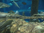 A gar