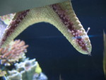 Detail of the suckers on a starfish's underside
