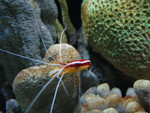 Cleaner shrimp in the seahorse tank
