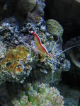 Another cleaner shrimp