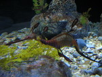 Brown seadragon