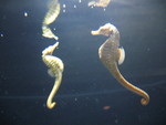 We were there for seahorse-feeding time.  They eat tiny frozen shrimp.
