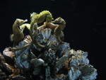 Group of seahorses