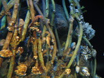 Can you find the camouflaged seahorses?