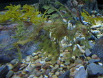 Leafy seadragon