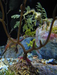 Brown and leafy seadragons together