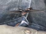 This one landed on Don's pants!  It stayed there several minutes, even as he walked around.