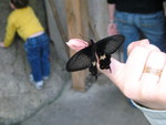 I eventually took the butterfly off of Don's pants