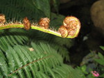 Fern