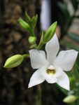 Orchid