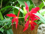 Red orchids