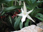 Bromeliad