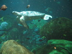 This turtle was feeling very photogenic today