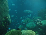 Fish and shark in the Hidden Reef tank