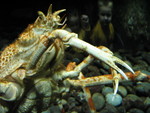 Detail of a crab