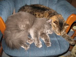 January 19: Ringo and Ninwa