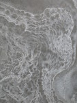 IMG 0295
