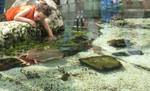 Connor petting a stingray