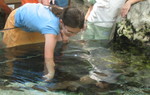 Kailyn petting a stingray