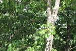 Another pic of our scarlet tanager