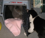 Zorro coming to investigate