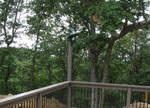 Another pic of the dinner bell