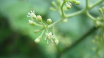 Closeup of Spikenard flowers