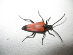 Interesting beetle Don found.  Extensive web surfing makes it look like genus Anastrangalia or Paracorymbia.  Google pics made it hard to tell the size of those - my beetle was rather large.