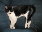 July 10: Zorro is staying with us while mom is in MN for the next week and a half. He's settled right in.