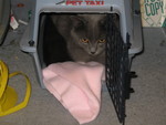 July 15: Ninwa in Zorro's cat carrier