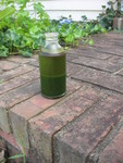 July 23: While the wife is away, the Don will play.  Kudzu juice. (The layers are from having settled in the fridge a day or 2.)