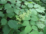 Spikenard in bloom