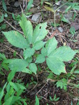Wild Ginseng