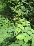 Spikenard in bloom